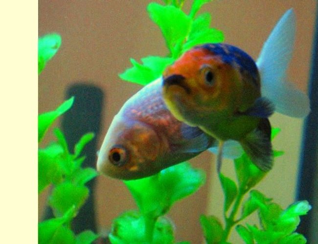 freshwater fish - carassius auratus - goldfish stocking in 17 gallons tank - My two lionhead goldfish, floated right into shot perfectly, as they cruised around my tank. freshwater fish - carassius auratus - goldfish stocking in 17 gallons tank - My two lionhead goldfish, floated right into shot perfectly, as they cruised around my tank.