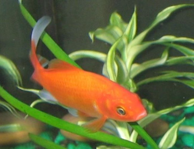 freshwater fish - carassius auratus - goldfish stocking in 17 gallons tank - my biggest goldfish named bubbles, i got him when i was 10years old and now im 15 so hes pretty special to me. Hes about 5-5and a half inches long. freshwater fish - carassius auratus - goldfish stocking in 17 gallons tank - my biggest goldfish named bubbles, i got him when i was 10years old and now im 15 so hes pretty special to me. Hes about 5-5and a half inches long.