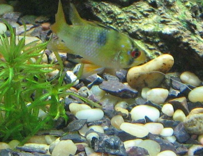 freshwater fish - papiliochromis ramirezi - german blue ram stocking in 40 gallons tank - Female German Blue Ram freshwater fish - papiliochromis ramirezi - german blue ram stocking in 40 gallons tank - Female German Blue Ram