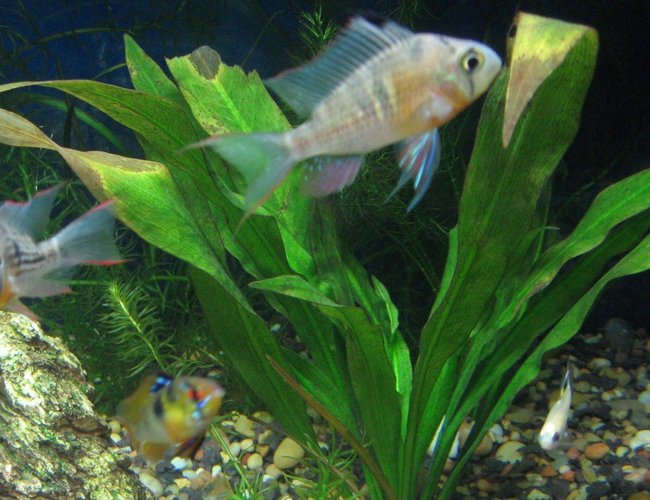 freshwater fish - papiliochromis ramirezi - german blue ram stocking in 40 gallons tank - 3 of my dwarf Cichlids freshwater fish - papiliochromis ramirezi - german blue ram stocking in 40 gallons tank - 3 of my dwarf Cichlids