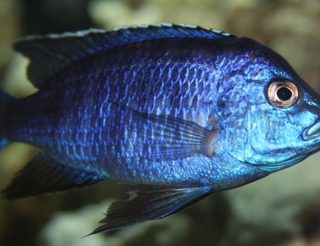 freshwater fish - copadichromis azureus - azureus cichlid stocking in 300 gallons tank - Copidachromis Azeurus freshwater fish - copadichromis azureus - azureus cichlid stocking in 300 gallons tank - Copidachromis Azeurus