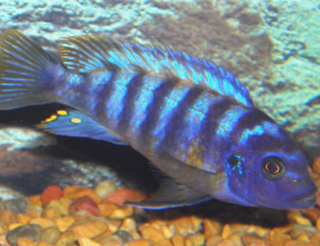 freshwater fish - labeotropheus fuelleborni - fuelleborni cichlid, marmalade stocking in 55 gallons tank - Unknown Mature Male African Cichlid, Breed Is Unknown, If You know Please Advise. freshwater fish - labeotropheus fuelleborni - fuelleborni cichlid, marmalade stocking in 55 gallons tank - Unknown Mature Male African Cichlid, Breed Is Unknown, If You know Please Advise.