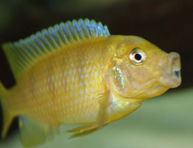 freshwater fish - metriaclima lombardoi - kenyi cichlid stocking in 300 gallons tank - M. Lombardo (Kenyi) Male Juvie that has just colored up (Sorry about the spelling) freshwater fish - metriaclima lombardoi - kenyi cichlid stocking in 300 gallons tank - M. Lombardo (Kenyi) Male Juvie that has just colored up (Sorry about the spelling)