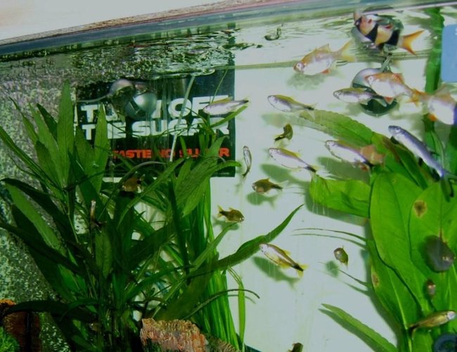 freshwater fish - hasemania nana - silver tip tetra stocking in 57 gallons tank - new tanks set up fish picture, sorry for poor quality will get new pics as soon as i have a better camera to hand freshwater fish - hasemania nana - silver tip tetra stocking in 57 gallons tank - new tanks set up fish picture, sorry for poor quality will get new pics as soon as i have a better camera to hand