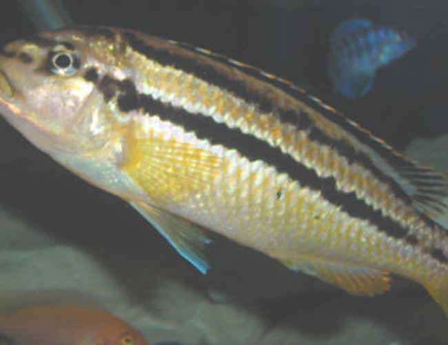 freshwater fish - melanochromis auratus - auratus cichlid stocking in 55 gallons tank - Melanochromis auratus Adult Female. freshwater fish - melanochromis auratus - auratus cichlid stocking in 55 gallons tank - Melanochromis auratus Adult Female.