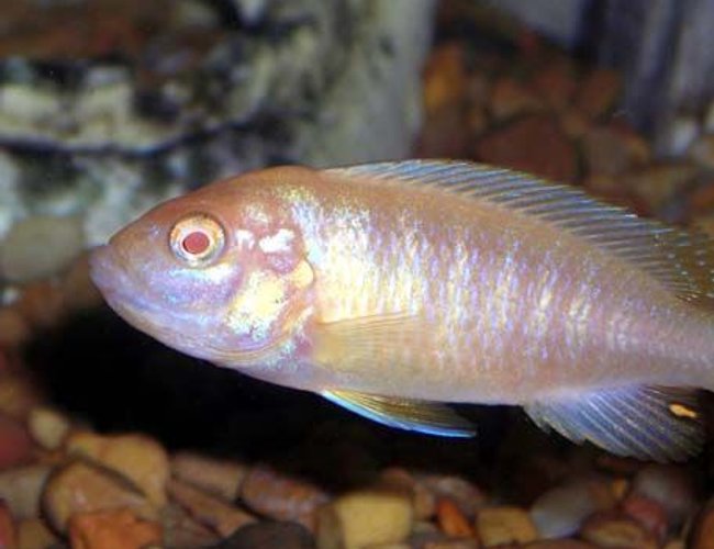 freshwater fish - aulonocara sp. - albino peacock cichlid stocking in 55 gallons tank - Albino Mbuna Cichlid. freshwater fish - aulonocara sp. - albino peacock cichlid stocking in 55 gallons tank - Albino Mbuna Cichlid.