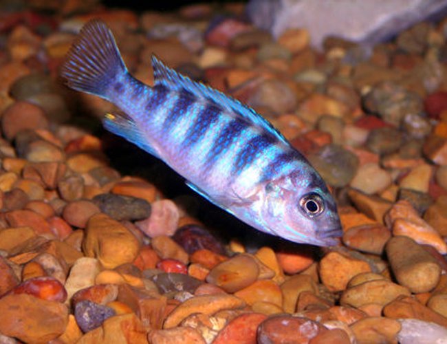 freshwater fish - aulonocara stuartgranti sp. - chilumba peacock stocking in 55 gallons tank - Unknown Cichlid. freshwater fish - aulonocara stuartgranti sp. - chilumba peacock stocking in 55 gallons tank - Unknown Cichlid.