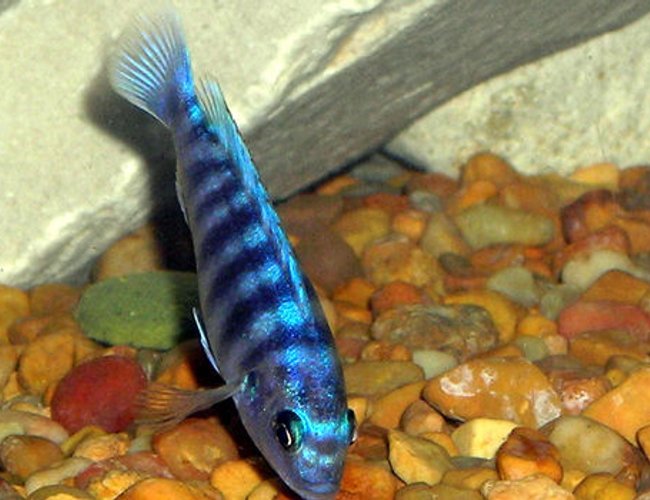 freshwater fish - labeotropheus fuelleborni - fuelleborni cichlid, marmalade stocking in 55 gallons tank - Cichlid Picking For food. freshwater fish - labeotropheus fuelleborni - fuelleborni cichlid, marmalade stocking in 55 gallons tank - Cichlid Picking For food.