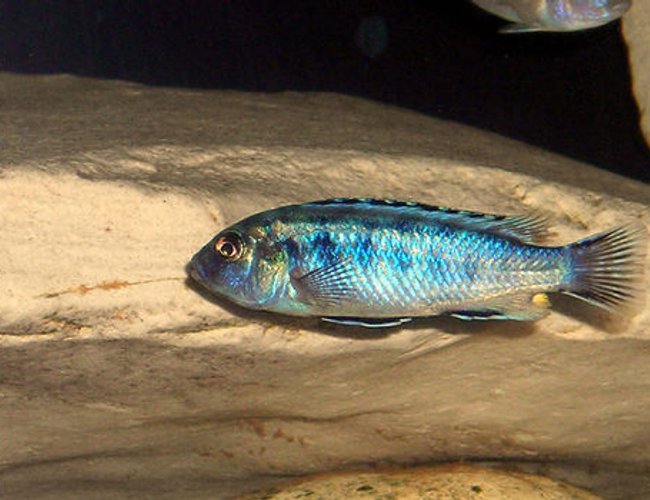 freshwater fish - otopharynx lithobates - sulphur crested lithobate stocking in 55 gallons tank - African Cichlid. freshwater fish - otopharynx lithobates - sulphur crested lithobate stocking in 55 gallons tank - African Cichlid.