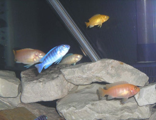 freshwater fish - aulonocara sp. - albino peacock cichlid stocking in 55 gallons tank - African group Shot. freshwater fish - aulonocara sp. - albino peacock cichlid stocking in 55 gallons tank - African group Shot.
