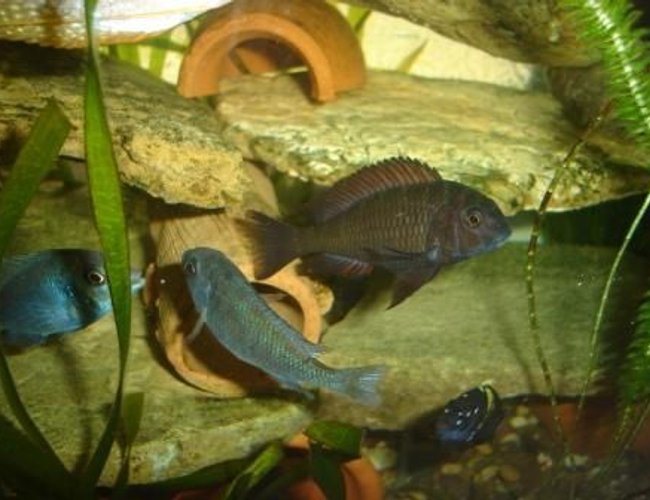 freshwater fish - tropheus moorii - moorii (kaiser ii) cichlid stocking in 70 gallons tank - trophose freshwater fish - tropheus moorii - moorii (kaiser ii) cichlid stocking in 70 gallons tank - trophose