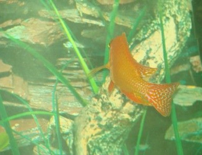 freshwater fish - aulonocara sp. - dragon blood peacock stocking in 120 gallons tank - metriaclima estherae
My sons favorite fish freshwater fish - aulonocara sp. - dragon blood peacock stocking in 120 gallons tank - metriaclima estherae
My sons favorite fish
