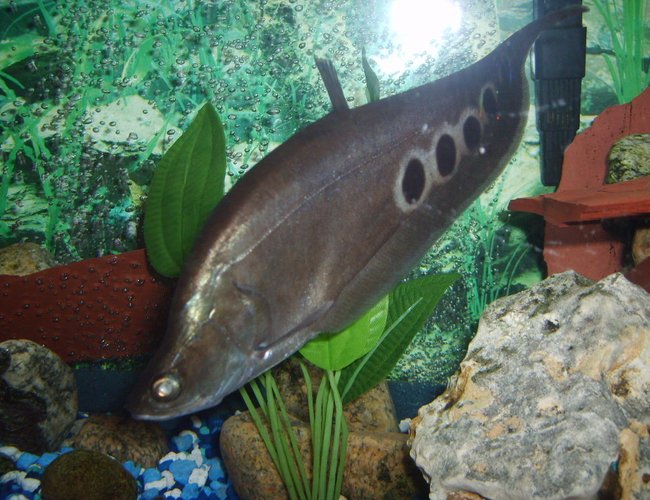 freshwater fish - notopterus chitala - clown knife fish stocking in 55 gallons tank - large clown knife freshwater fish - notopterus chitala - clown knife fish stocking in 55 gallons tank - large clown knife