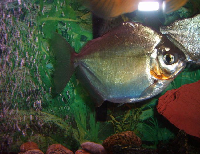 freshwater fish - metynnis argenteus - silver dollar stocking in 55 gallons tank - one of the three silver dollars freshwater fish - metynnis argenteus - silver dollar stocking in 55 gallons tank - one of the three silver dollars