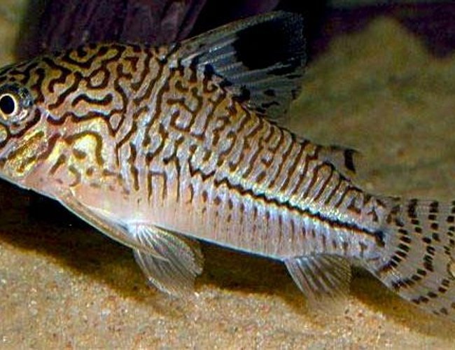 freshwater fish - corydoras sp. - false julii cory cat stocking in 3 gallons tank - Just a profile pic from Google images - my Cory is too fast to capture with my Blackberry camera! freshwater fish - corydoras sp. - false julii cory cat stocking in 3 gallons tank - Just a profile pic from Google images - my Cory is too fast to capture with my Blackberry camera!