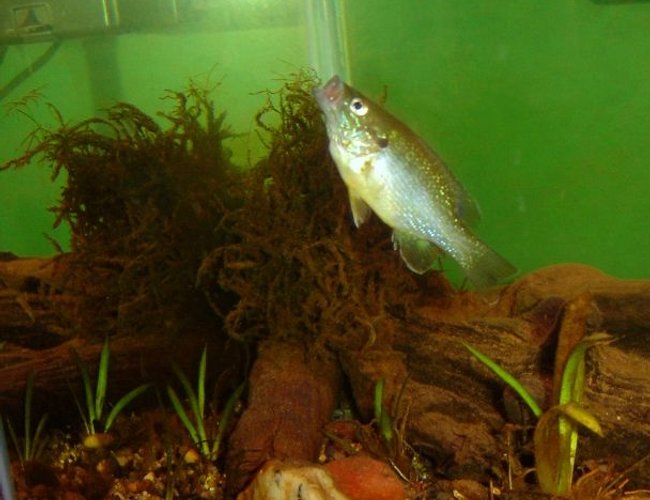 freshwater fish - lepomis cyanellus - green sunfish stocking in 10 gallons tank - My Green sunfish going after a food pellet freshwater fish - lepomis cyanellus - green sunfish stocking in 10 gallons tank - My Green sunfish going after a food pellet