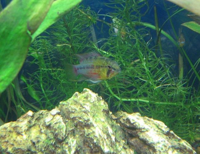 freshwater fish - apistogramma hongsloi stocking in 40 gallons tank - my hongsolei freshwater fish - apistogramma hongsloi stocking in 40 gallons tank - my hongsolei