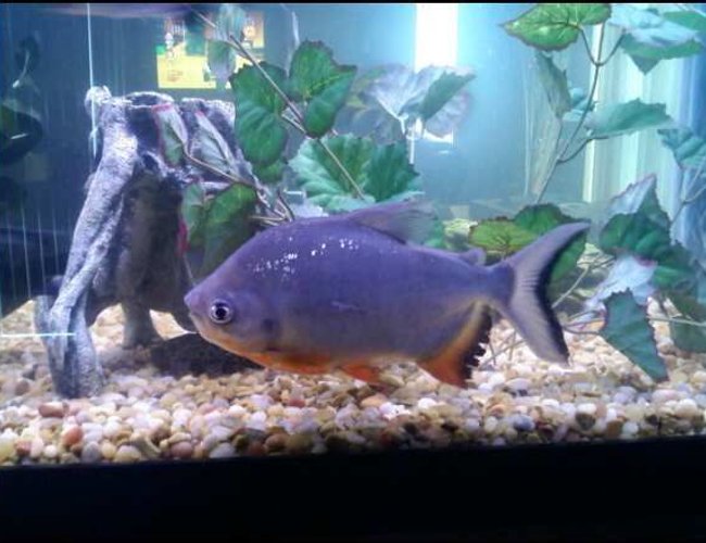 freshwater fish - piaractus brachypomum - red belly pacu stocking in 75 gallons tank - Pacu freshwater fish - piaractus brachypomum - red belly pacu stocking in 75 gallons tank - Pacu