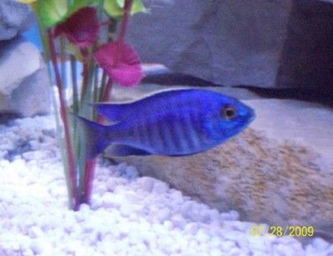 freshwater fish - copadichromis azureus stocking in 55 gallons tank - Male Copadichromis Azureus freshwater fish - copadichromis azureus stocking in 55 gallons tank - Male Copadichromis Azureus