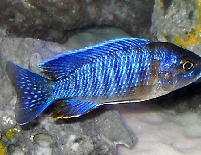 freshwater fish - aulonocara stuartgranti - red shoulder stocking in 120 gallons tank - Red shoulder cichlid freshwater fish - aulonocara stuartgranti - red shoulder stocking in 120 gallons tank - Red shoulder cichlid
