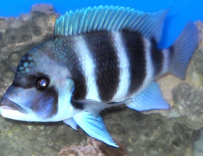 freshwater fish - cyphotilapia frontosa - frontosa cichlid stocking in 120 gallons tank - Front, at 10 inces, male, his name is moto-moto! freshwater fish - cyphotilapia frontosa - frontosa cichlid stocking in 120 gallons tank - Front, at 10 inces, male, his name is moto-moto!