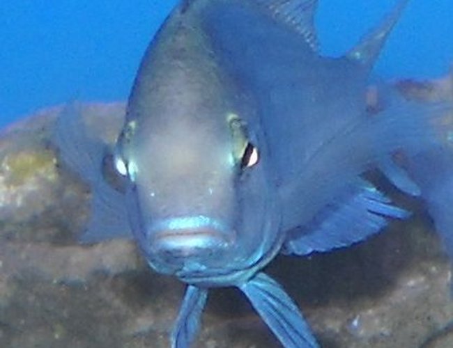 freshwater fish - cyrtocara moorii - blue dolphin cichlid stocking in 120 gallons tank - Dolphin, up close freshwater fish - cyrtocara moorii - blue dolphin cichlid stocking in 120 gallons tank - Dolphin, up close