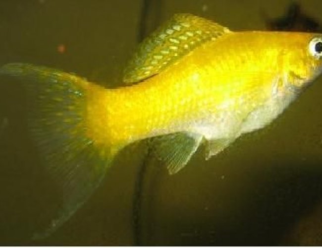 freshwater fish - poecilia velifera - platinum lyretail molly stocking in 20 gallons tank - cremecicle molly freshwater fish - poecilia velifera - platinum lyretail molly stocking in 20 gallons tank - cremecicle molly