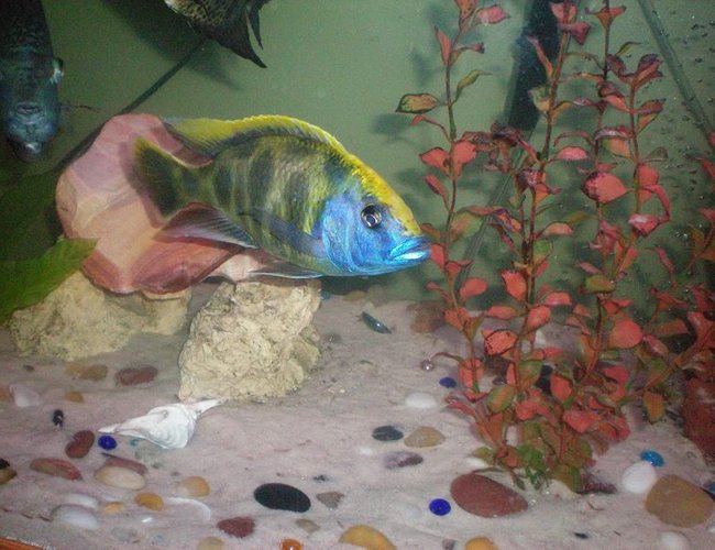 freshwater fish - nimbochromis venustus - venustus cichlid stocking in 100 gallons tank - Good pic of our large Peacock Cichlid freshwater fish - nimbochromis venustus - venustus cichlid stocking in 100 gallons tank - Good pic of our large Peacock Cichlid
