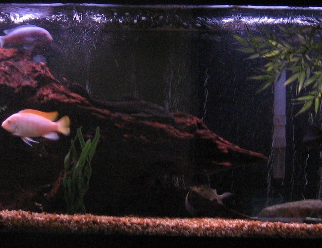 freshwater fish - aulonocara sp. - albino peacock cichlid - my 55 gallon with driftwood and fake plants freshwater fish - aulonocara sp. - albino peacock cichlid - my 55 gallon with driftwood and fake plants