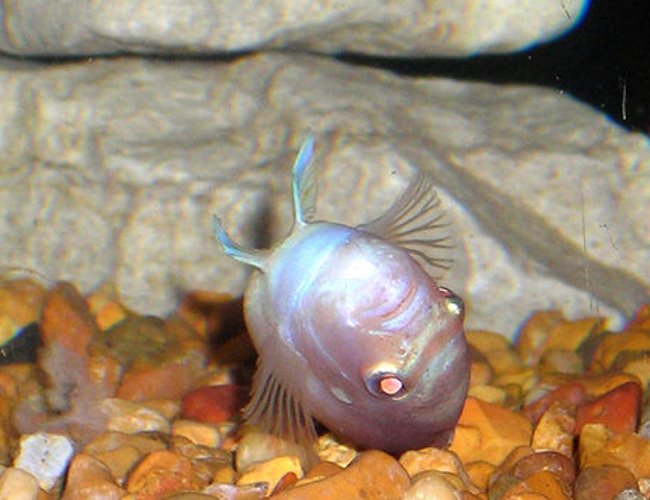 freshwater fish - aulonocara sp. - albino peacock cichlid stocking in 55 gallons tank - Barrel Row! LOL, Albino Zebra Cichlid. freshwater fish - aulonocara sp. - albino peacock cichlid stocking in 55 gallons tank - Barrel Row! LOL, Albino Zebra Cichlid.