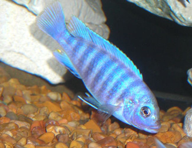 freshwater fish - aulonocara nyassae - blue peacock cichlid stocking in 55 gallons tank - African Mbuna Cichlid. freshwater fish - aulonocara nyassae - blue peacock cichlid stocking in 55 gallons tank - African Mbuna Cichlid.