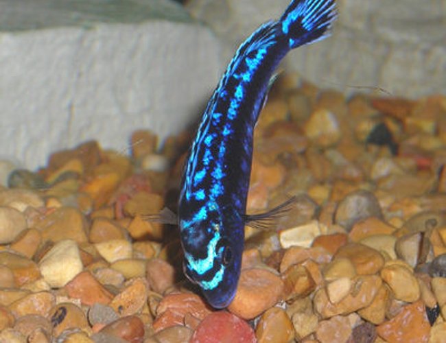 freshwater fish - melanochromis johannii - johanni cichlid stocking in 55 gallons tank - African Mbuna Cichlid. freshwater fish - melanochromis johannii - johanni cichlid stocking in 55 gallons tank - African Mbuna Cichlid.