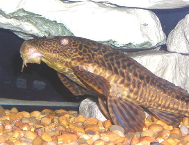 freshwater fish - glyptoperichthys gibbiceps - sailfin pleco (l-83) stocking in 55 gallons tank - Pelco standing up while he eats! LOL freshwater fish - glyptoperichthys gibbiceps - sailfin pleco (l-83) stocking in 55 gallons tank - Pelco standing up while he eats! LOL