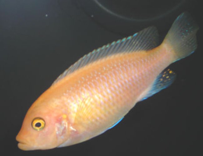 freshwater fish - pseudotropheus estherae - red zebra cichlid stocking in 55 gallons tank - Red Zebra mbuna Cichlid. freshwater fish - pseudotropheus estherae - red zebra cichlid stocking in 55 gallons tank - Red Zebra mbuna Cichlid.