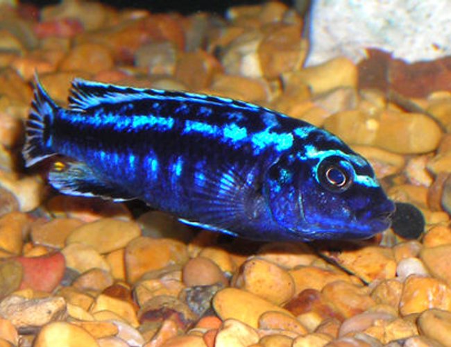 freshwater fish - melanochromis johannii - johanni cichlid stocking in 55 gallons tank - African Mbuna Cichlid. freshwater fish - melanochromis johannii - johanni cichlid stocking in 55 gallons tank - African Mbuna Cichlid.