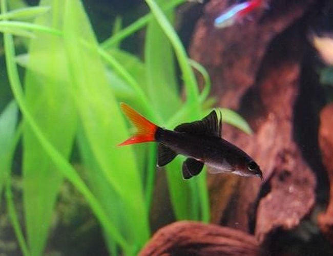 freshwater fish - epalzeorhynchos bicolor - redtail shark stocking in 50 gallons tank - Red Tail Shark freshwater fish - epalzeorhynchos bicolor - redtail shark stocking in 50 gallons tank - Red Tail Shark