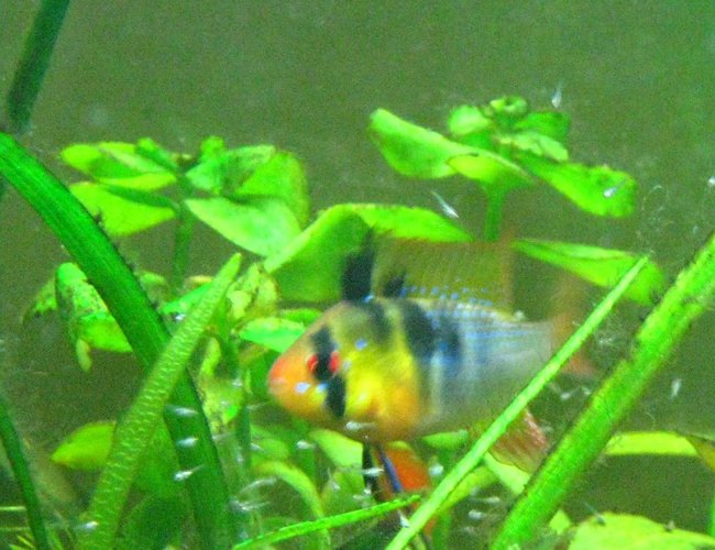 freshwater fish - papiliochromis ramirezi - german blue ram stocking in 15 gallons tank - my male ram with fry freshwater fish - papiliochromis ramirezi - german blue ram stocking in 15 gallons tank - my male ram with fry