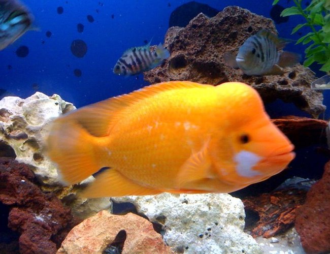 freshwater fish - amphilophus labiatus - red devil stocking in 150 gallons tank - Bubbles the Red Devil freshwater fish - amphilophus labiatus - red devil stocking in 150 gallons tank - Bubbles the Red Devil