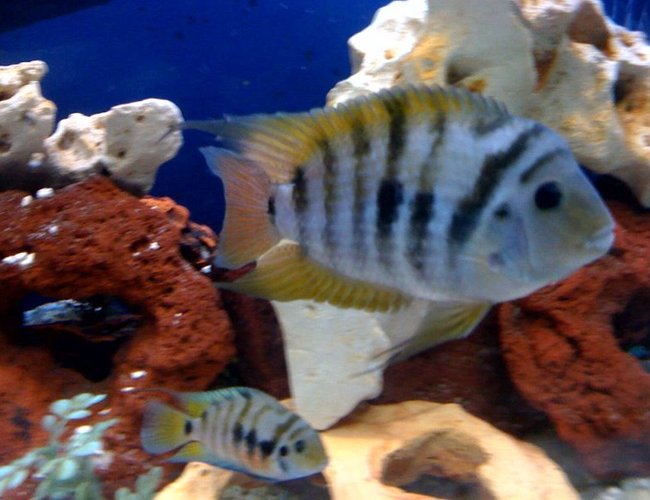 freshwater fish - archocentrus nigrofasciatus - black convict cichlid stocking in 150 gallons tank - mating pair of convicts freshwater fish - archocentrus nigrofasciatus - black convict cichlid stocking in 150 gallons tank - mating pair of convicts