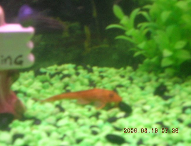 freshwater fish - ancistrus sp. - bushy nose pleco l-144 stocking in 60 gallons tank - My small albino plecostemus freshwater fish - ancistrus sp. - bushy nose pleco l-144 stocking in 60 gallons tank - My small albino plecostemus