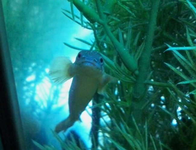 freshwater fish - polypterus senegalus - cuvier bichir stocking in 60 gallons tank - dino-smile bichir =) freshwater fish - polypterus senegalus - cuvier bichir stocking in 60 gallons tank - dino-smile bichir =)