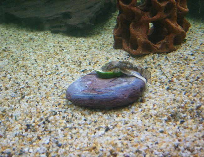 freshwater fish - ancistrus sp. - bushy nose pleco l-144 stocking in 66 gallons tank - bristlenose cat fish eating freshwater fish - ancistrus sp. - bushy nose pleco l-144 stocking in 66 gallons tank - bristlenose cat fish eating