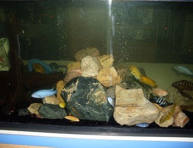 freshwater fish - maylandia callainos - blue cobalt cichlid stocking in 55 gallons tank - random freshwater fish - maylandia callainos - blue cobalt cichlid stocking in 55 gallons tank - random