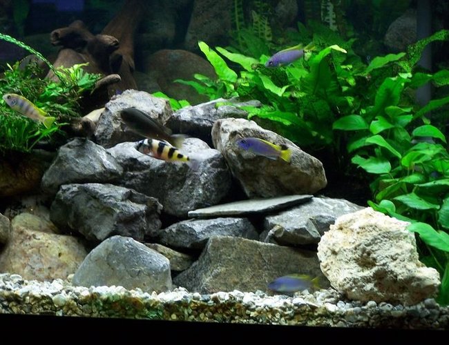 freshwater fish - astatotilapia latifasciata - zebra obliquidens stocking in 75 gallons tank - 75 gallon Malawi Rift Lake tank with low light life plants. There are: Zebra Obliquidens, PS Acei, Yellow labs, pearlmutt labs, Rusty cichlids, Bristlenose pleco and Synodontis multipunctatus. freshwater fish - astatotilapia latifasciata - zebra obliquidens stocking in 75 gallons tank - 75 gallon Malawi Rift Lake tank with low light life plants. There are: Zebra Obliquidens, PS Acei, Yellow labs, pearlmutt labs, Rusty cichlids, Bristlenose pleco and Synodontis multipunctatus.