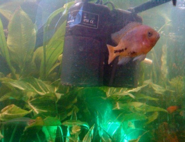 freshwater fish - cichlasoma synspilum - redheaded cichlid stocking in 80 gallons tank - Young Red-headed Cichlid freshwater fish - cichlasoma synspilum - redheaded cichlid stocking in 80 gallons tank - Young Red-headed Cichlid