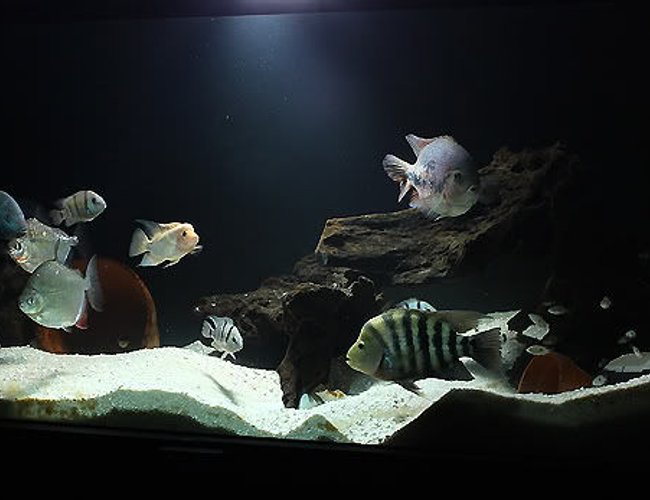 freshwater fish - metynnis argenteus - silver dollar - 300 Gallon Central American Cichlid tank. freshwater fish - metynnis argenteus - silver dollar - 300 Gallon Central American Cichlid tank.