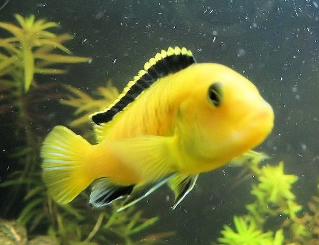 freshwater fish - labidochromis caeruleus - electric yellow cichlid stocking in 75 gallons tank - electric yellow freshwater fish - labidochromis caeruleus - electric yellow cichlid stocking in 75 gallons tank - electric yellow