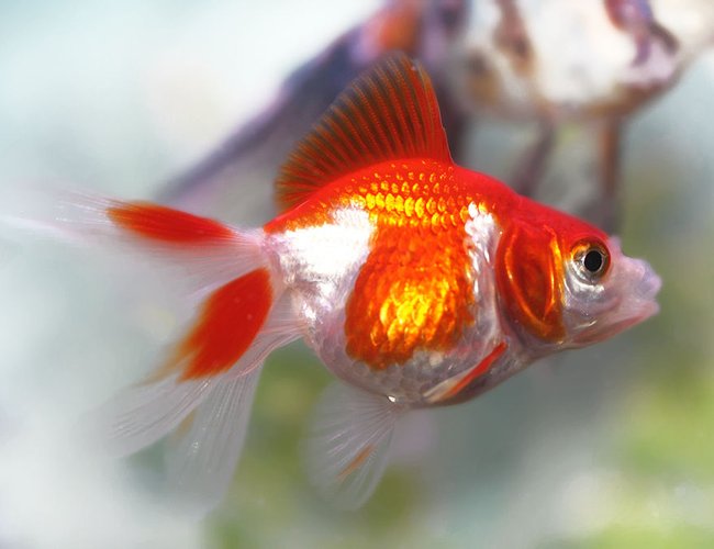 freshwater fish - carassius auratus - red & white ryukin goldfish stocking in 72 gallons tank - red ryukin freshwater fish - carassius auratus - red & white ryukin goldfish stocking in 72 gallons tank - red ryukin