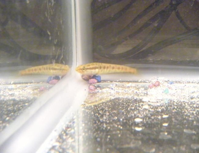 freshwater fish - channa argus - northern snakehead stocking in 28 gallons tank - Northern Snakehead just shy of 1 month old freshwater fish - channa argus - northern snakehead stocking in 28 gallons tank - Northern Snakehead just shy of 1 month old