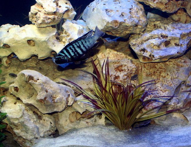 freshwater fish - metriaclima sp. - chilumba zebra stocking in 200 gallons tank - more Cichlid shots freshwater fish - metriaclima sp. - chilumba zebra stocking in 200 gallons tank - more Cichlid shots
